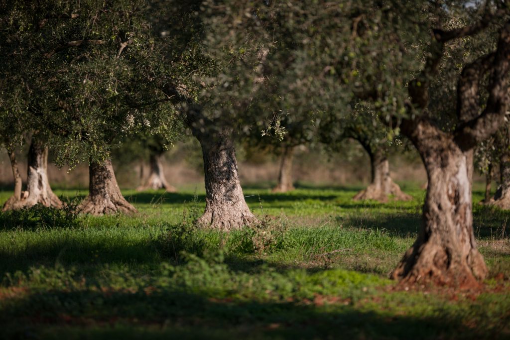 Masline, olives, olive groove, olivenhein