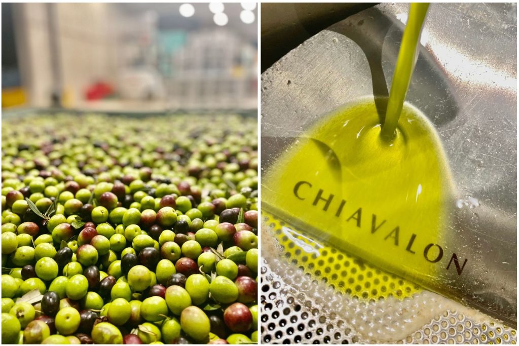 fresh olive oil, Chiavalon, istrian olive oil, extra virgin olive oil